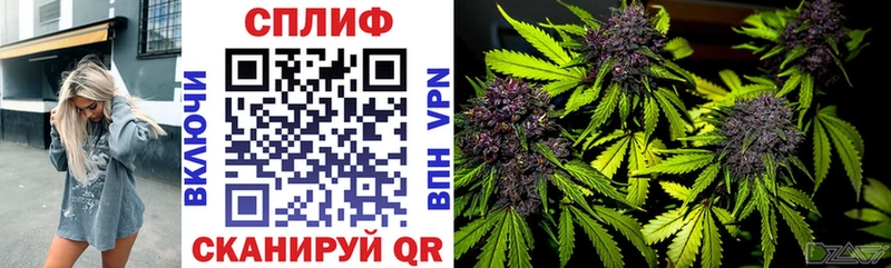 Марихуана конопля Отрадный